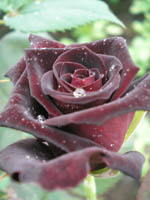 черная магия