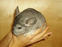 Шиншиллы для разведения