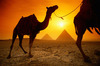 Египет, горячие туры!!!