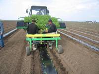 Рассадопосадочные машины HORTECH (Италия)