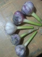 Чеснок свежий . урожай 2014