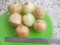 Лук репчатый(желтый . красный и белый)