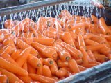 Морковь мытая