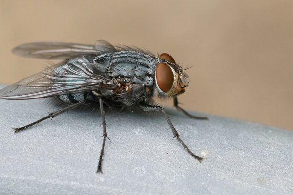 Fly-37343-magnific