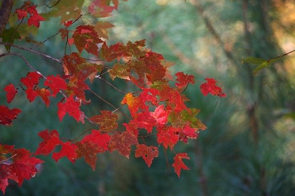 Maple-leaves-62759_640