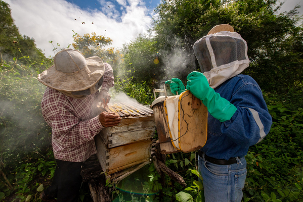 Men-beekeeping-collecting-honey-with-masks