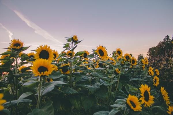Sunflower-domenico-gentile-xpremtshh3s-unsplash
