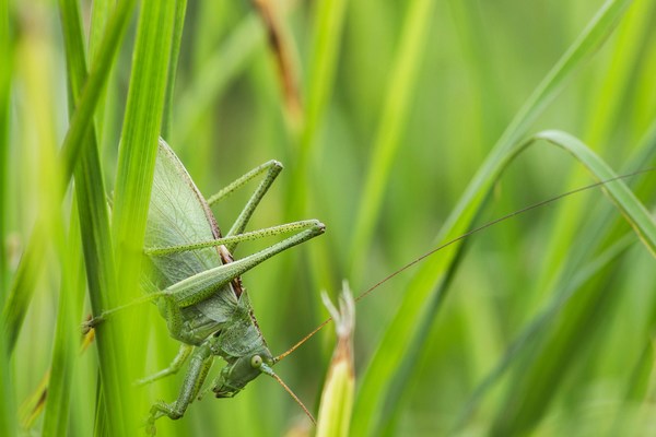 Locusts-tg0-unsplash