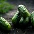 Cucumbers-0u-unsplash