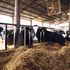 Cows-895-freepik