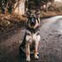 Dog-ekc-unsplash