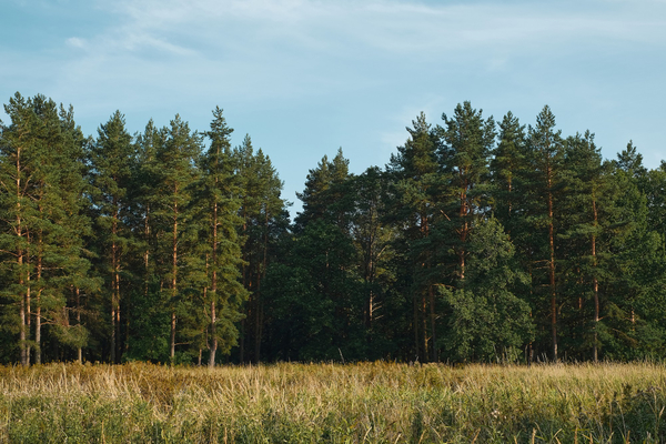 Forest-1666-freepik