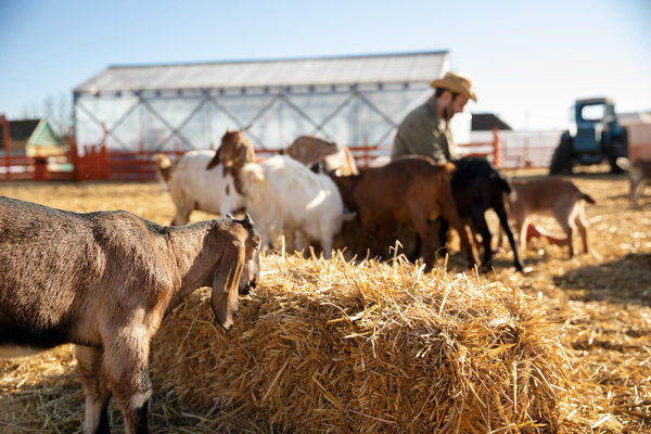 Farm-2149211736-freepik