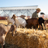 Farm-2149211736-freepik