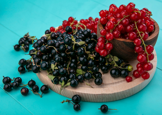 Currant-12189-magnific