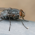 Fly-37343-magnific