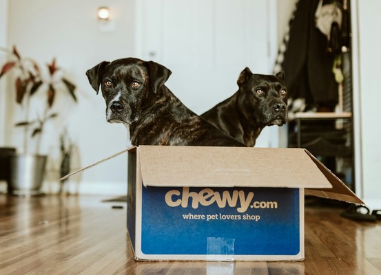 Pets-pyc-unsplash